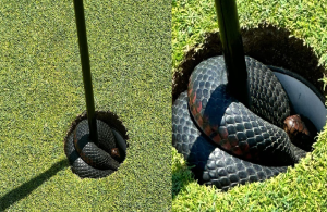 Pemain Golf Digemparkan Dengan Kehadiran Seekor Ular Hitam Berbisa Bersembunyi Di Lubang Golf