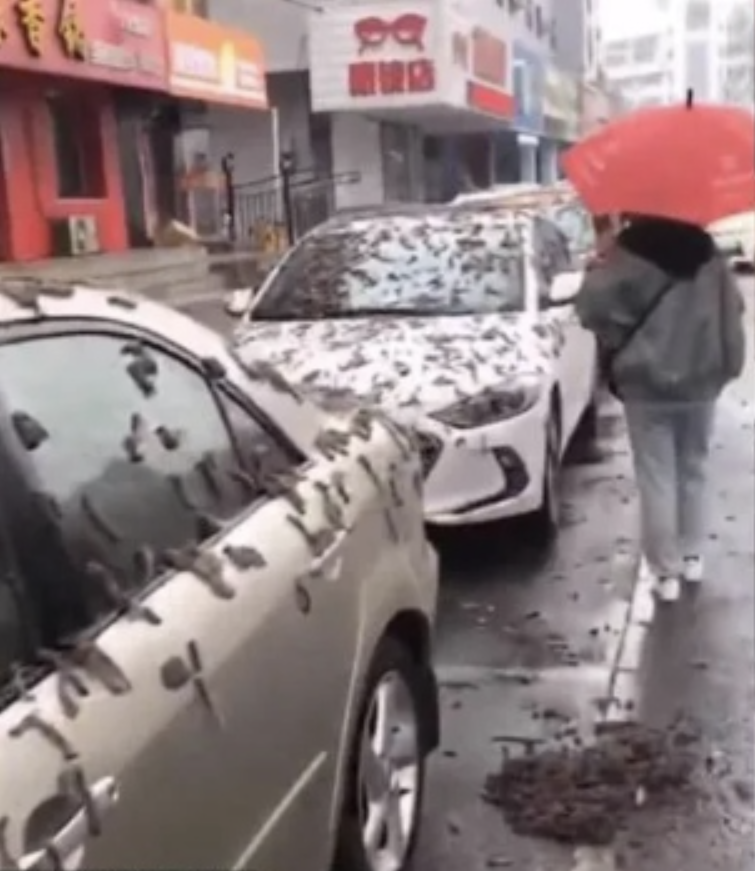 Penduduk China Dilanda Fenomena Aneh 'Hujan Cacing' Turun Dari Langit