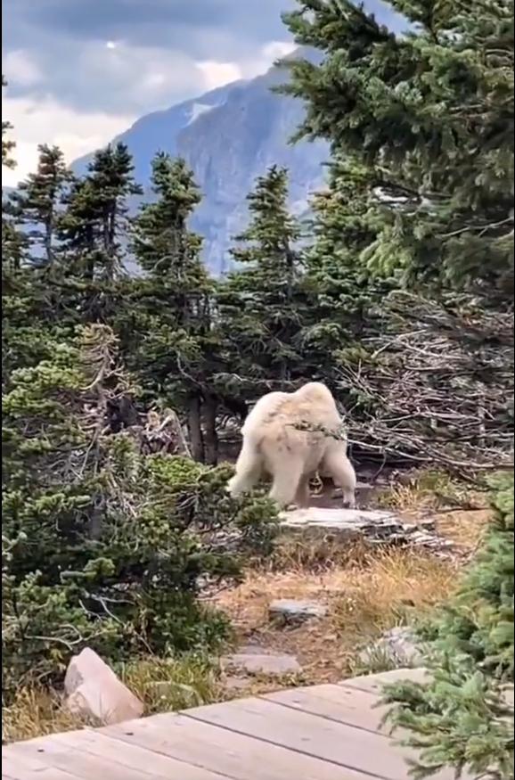 Makhluk Putih Berbadan Sasa Ditemui Di Pergunungan, Disangka Bigfoot Tapi Bukan - sajagempak.com